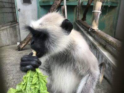 ハヌマンラングールサミー1