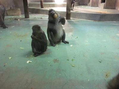ﾃﾞｨﾃﾞｨです