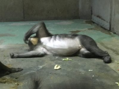ごろごろ