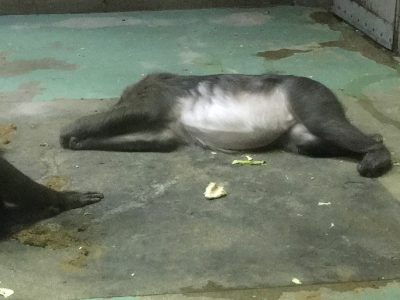 横になるディディ