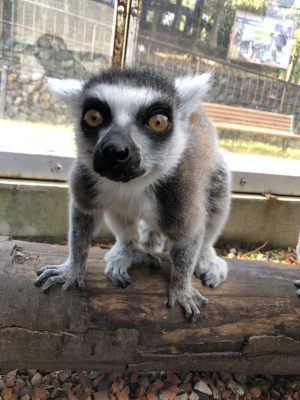 ウメキチ
