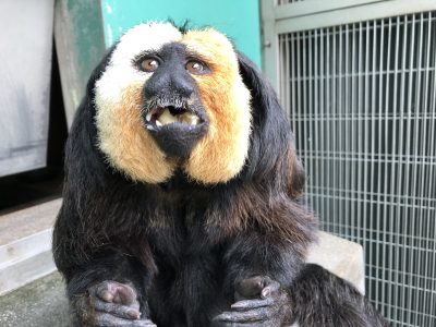 バナナを食べているモップくん