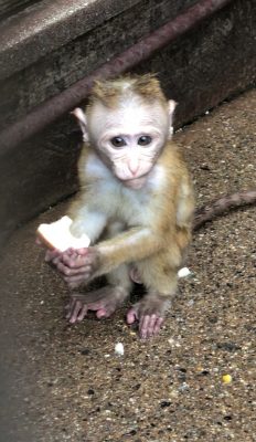 フウト