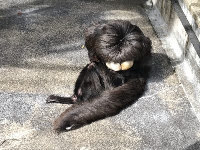何かに夢中なモップくん1