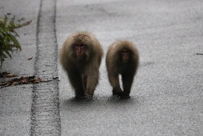 歩いてくる