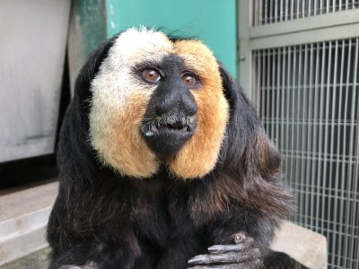 今日のモップくん
