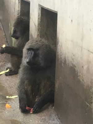 雨のヒヒの城2