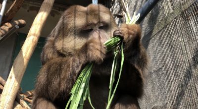 ソムリエ
