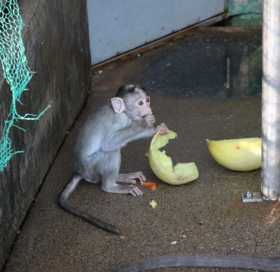 ショウグン