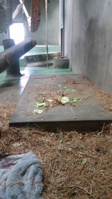 キャベツが残る