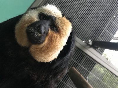 暖かい日のモップくん