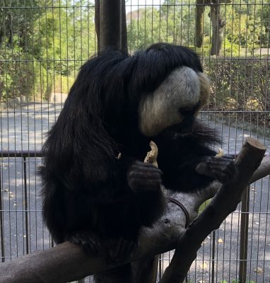 3／4粒残したモップくん