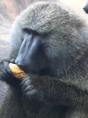 タケノコを食べるナッシュ2