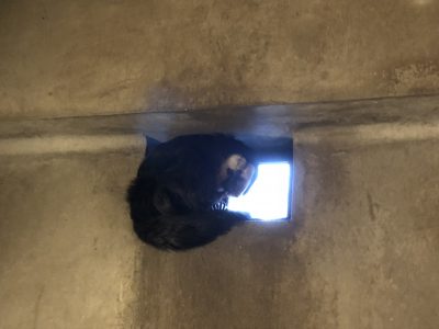 モップくんの就寝場所