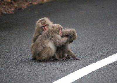毛づくろい