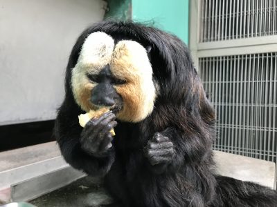 1月のモップくん