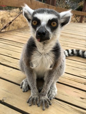 ウマズラ