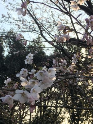 ヒヒの城サクラ