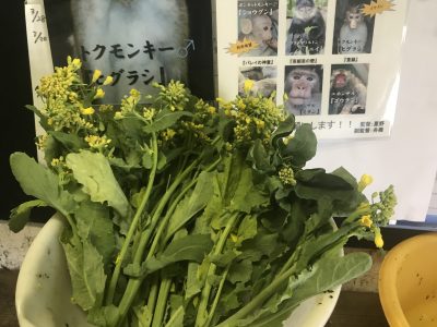 菜の花