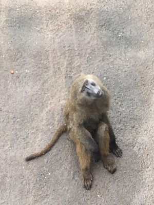ゾラ3