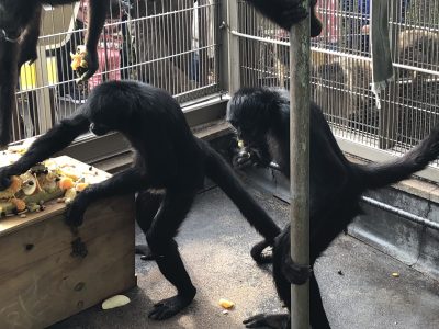 キーラもケーキを食べています
