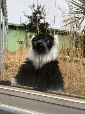 クミン