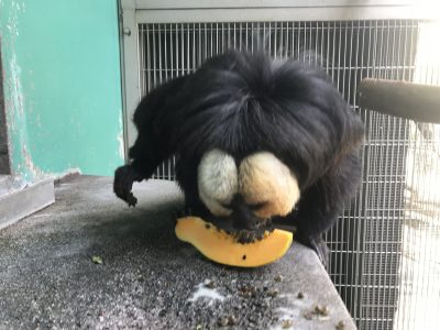 種に口つけるモップくん