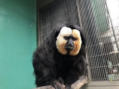 今日のモップくん