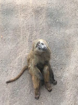 ゾラ2