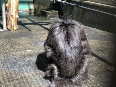 モップくんの後ろ姿