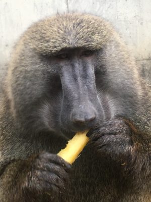 ナッシュとパイン3