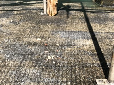 モップくんの食事後