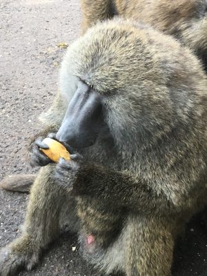 タケノコを食べるナッシュ