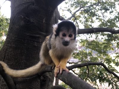 ハミちゃん