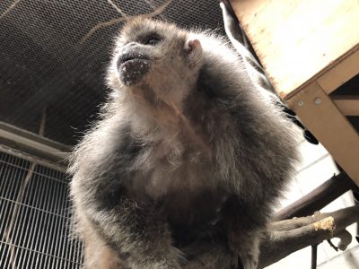 ミルクで口周りが汚れているバブル