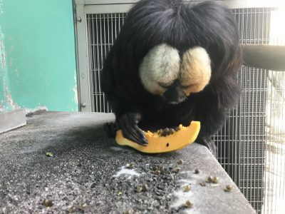 果肉から食べるモップくん