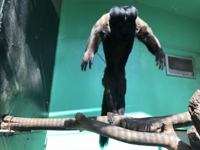 神のようなレグルスくん