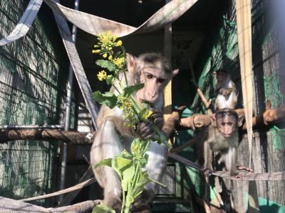 シャンハイ