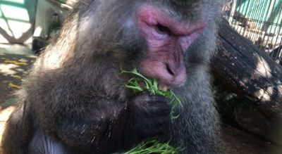 食べる