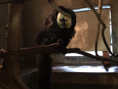 モップくんは何かを狙っているようです