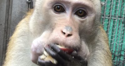 ツリー