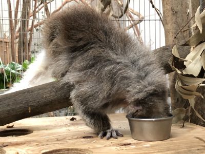 何かを飲んでいるバブル