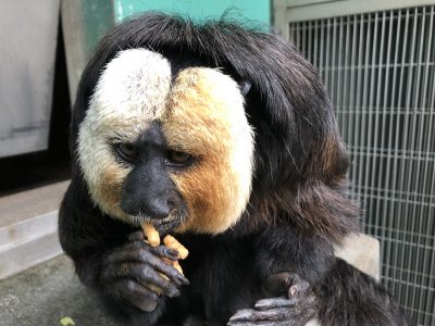 ペレットを捨てているモップくん