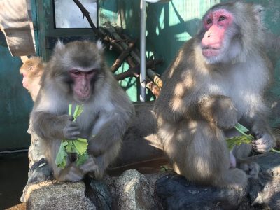 コウキとカコ