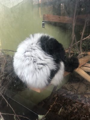 クミン
