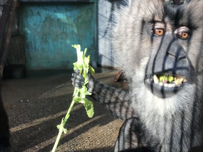 コン