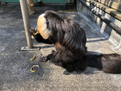 バナナの皮を食べるモップくん