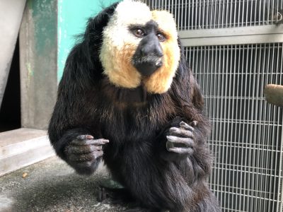 キリッとした顔のモップくん