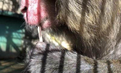 タンポポとタンポポ