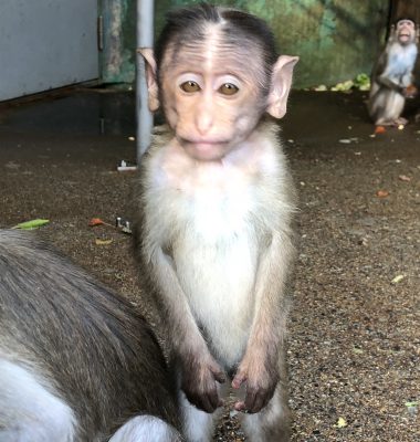 アラシ